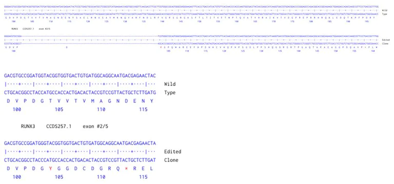 Next Generation Sequencing - Human RUNX3 knockout A549 cell line (AB288880)