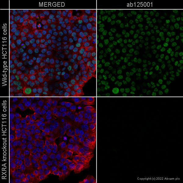 Immunocytochemistry/ Immunofluorescence - Human RXRA knockout HCT116 cell line (AB273708), expandable thumbnail