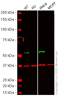 Western blot - Human RXRA knockout HCT116 cell line (AB273708)