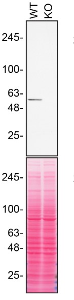 Western blot - Human RXRA knockout HCT116 cell line (AB273708), expandable thumbnail