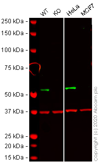 Western blot - Human RXRA knockout HCT116 cell lysate (AB275245)