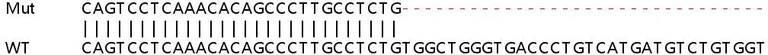 Sanger Sequencing - Human RYK knockout HeLa cell line (AB265518)