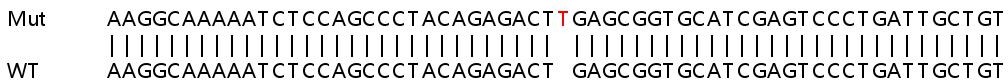 Human S100A11 knockout HeLa cell line