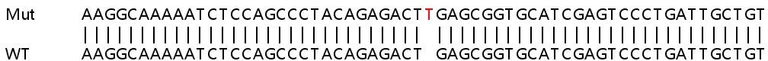 Sanger Sequencing - Human S100A11 knockout HeLa cell line (AB265085)