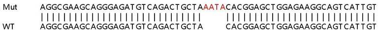Sanger Sequencing - Human S100A16 knockout HeLa cell lysate (AB259095)