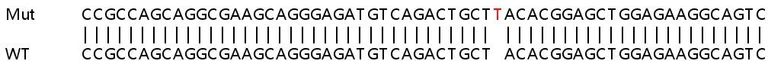 Sanger Sequencing - Human S100A16 knockout HeLa cell lysate (AB259095)