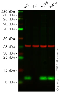 Western blot - Human S100A4 knockout A549 cell line (AB261865)