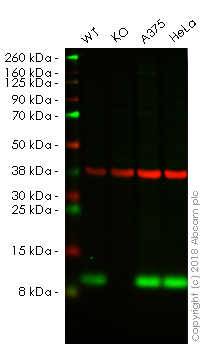 Western blot - Human S100A4 knockout A549 cell line (AB261865), expandable thumbnail