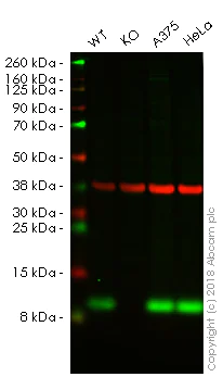 Western blot - Human S100A4 knockout A549 cell line (AB261865)