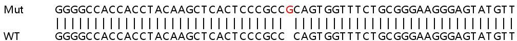 Sanger Sequencing - Human S1PR1 (S1P1/EDG1) knockout HeLa cell line (AB265936)