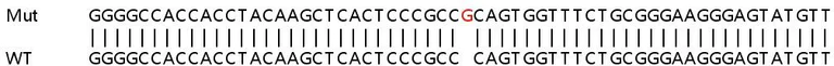 Sanger Sequencing - Human S1PR1 (S1P1/EDG1) knockout HeLa cell line (AB265936)