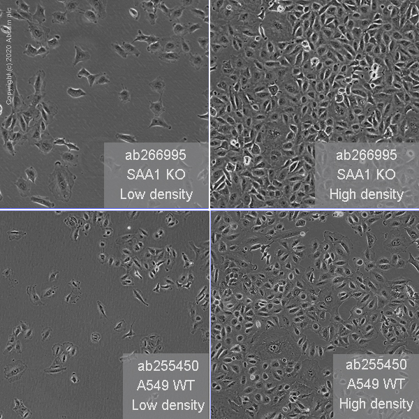 Human SAA1 knockout A549 cell line