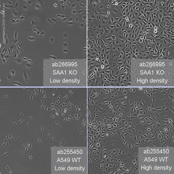 Cell Culture - Human SAA1 knockout A549 cell line (AB266995)