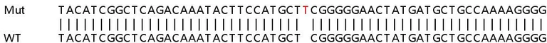 Sanger Sequencing - Human SAA1 knockout A549 cell lysate (AB257102)