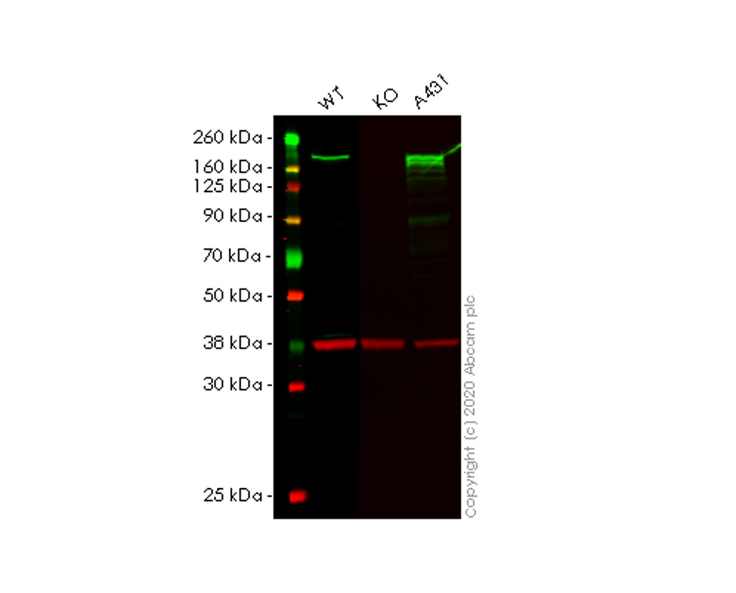 Western blot - Human SAMD9 knockout A549 cell line (AB267039)