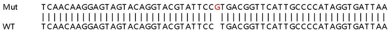 Sanger Sequencing - Human SAMD9 knockout A549 cell lysate (AB257656)