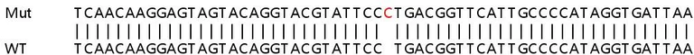 Sanger Sequencing - Human SAMD9 knockout A549 cell lysate (AB257657)