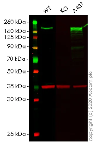 Western blot - Human SAMD9 knockout A549 cell lysate (AB257657)