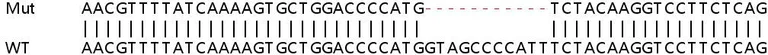 Sanger Sequencing - Human SAMD9L knockout A549 cell line (AB266965)