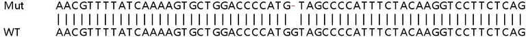 Sanger Sequencing - Human SAMD9L knockout A549 cell lysate (AB258648)