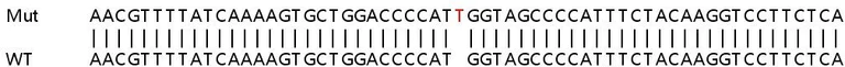 Sanger Sequencing - Human SAMD9L knockout A549 cell lysate (AB258649)