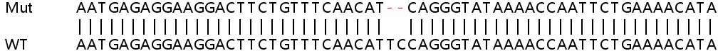 Sanger Sequencing - Human SCAF11 (SFRS2IP) knockout HeLa cell lysate (AB259097), expandable thumbnail