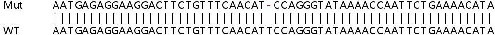 Sanger Sequencing - Human SCAF11 (SFRS2IP) knockout HeLa cell lysate (AB259097), expandable thumbnail