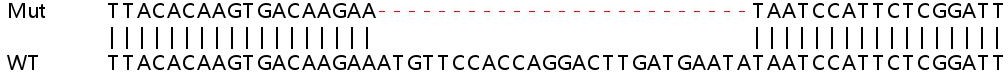 Human SCAMP1 knockout HeLa cell line