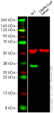 Human SCAMP1 knockout HeLa cell lysate