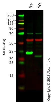 Western blot - Human SCAMP1 knockout HeLa cell lysate (AB258184)