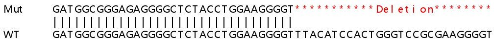 Sanger Sequencing - Human SCAMP2 (SC2) knockout HeLa cell line (AB265261), expandable thumbnail