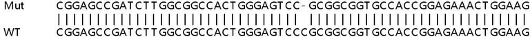 Sanger Sequencing - Human SCAND1 knockout HeLa cell line (AB265291)