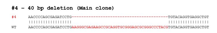 Sanger Sequencing - Human SCARB1 knockout HEK-293T cell lysate (AB283046), expandable thumbnail