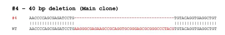 Sanger Sequencing - Human SCARB1 knockout HEK-293T cell lysate (AB283046)