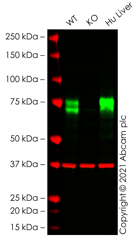 Western blot - Human SCARB1 knockout HEK-293T cell lysate (AB283046), expandable thumbnail