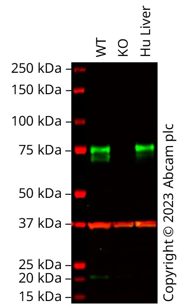 Western blot - Human SCARB1 knockout HEK-293T cell lysate (AB283046)