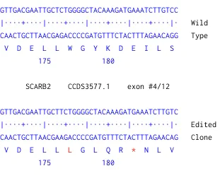 Next Generation Sequencing - Human SCARB2 knockout MCF7 cell line (AB274952)