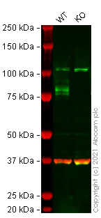 Western blot - Human SCARB2 knockout MCF7 cell lysate (AB275010)