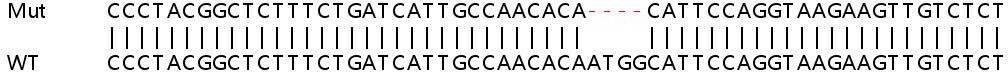 Sanger Sequencing - Human SCD (SCD1) knockout HeLa cell line (AB265220), expandable thumbnail