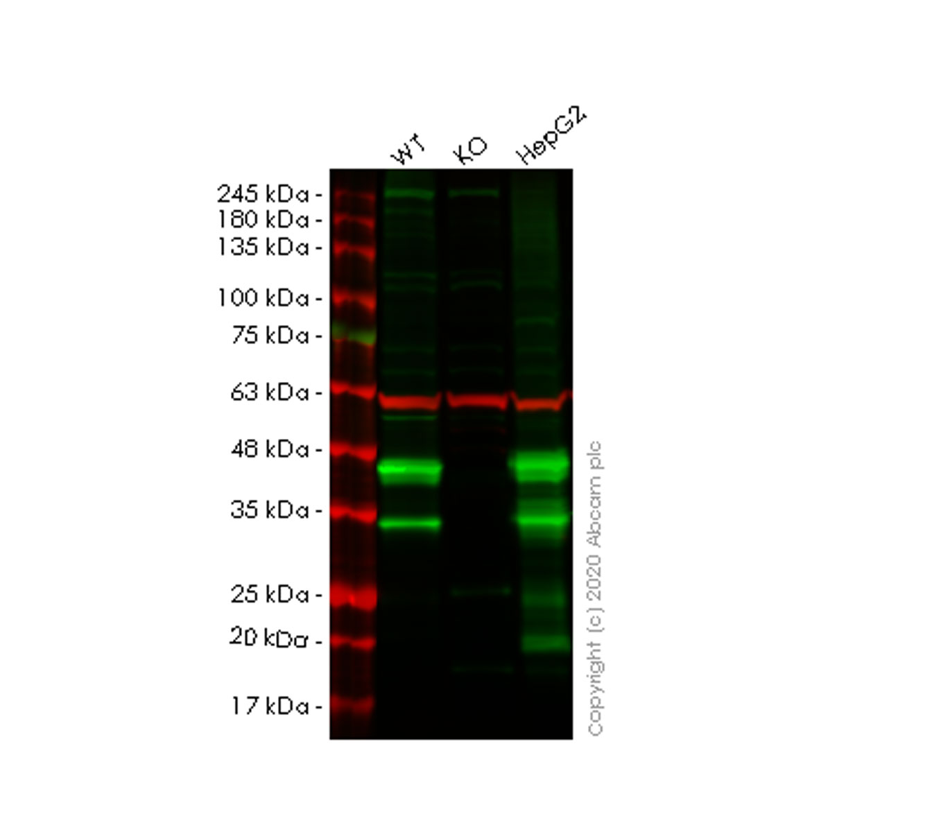 Western blot - Human SCD (SCD1) knockout HeLa cell line (AB265220), expandable thumbnail