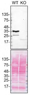 Western blot - Human SCD (SCD1) knockout HeLa cell line (ab265220), expandable thumbnail