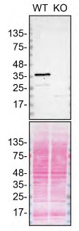 Western blot - Human SCD (SCD1) knockout HeLa cell line (ab265220), expandable thumbnail
