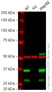 Western blot - Human SCD (SCD1) knockout HeLa cell line (AB265220), expandable thumbnail