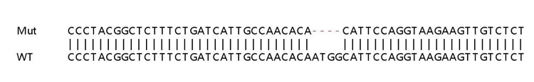 Sanger Sequencing - Human SCD (SCD1) knockout HeLa cell lysate (AB257658)