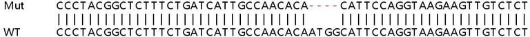 Sanger Sequencing - Human SCD (SCD1) knockout HeLa cell lysate (AB257658)