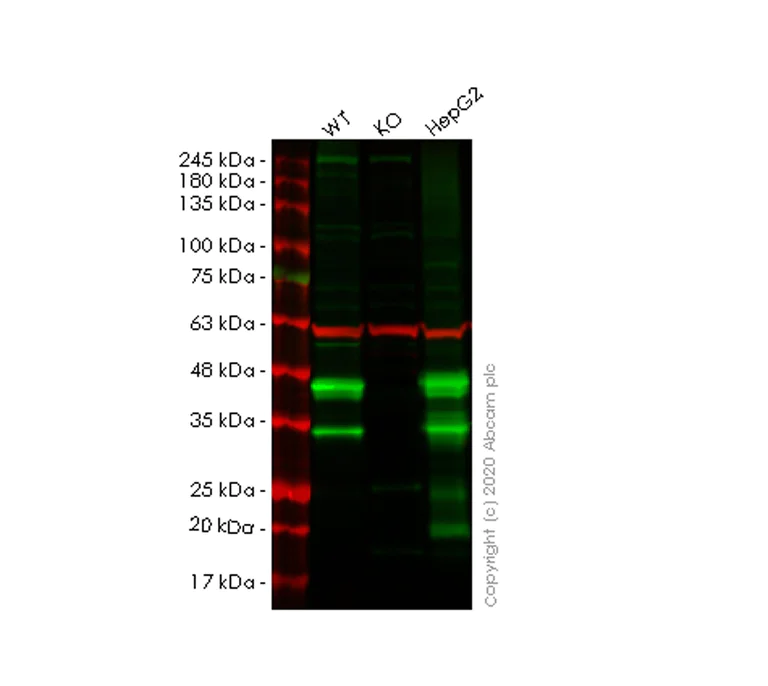 Western blot - Human SCD (SCD1) knockout HeLa cell lysate (AB257658)