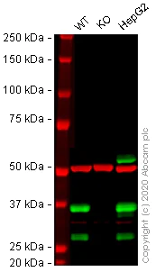 Western blot - Human SCD (SCD1) knockout HeLa cell lysate (AB257658)