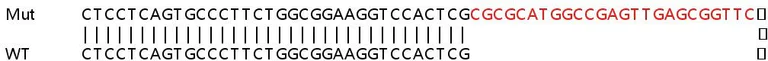 Sanger Sequencing - Human SCN1B knockout HeLa cell lysate (AB258651)