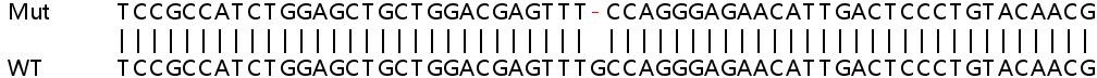 Human SCNN1D knockout HeLa cell lysate