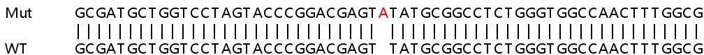 Sanger Sequencing - Human SCO1 knockout HEK-293T cell lysate (AB263340), expandable thumbnail
